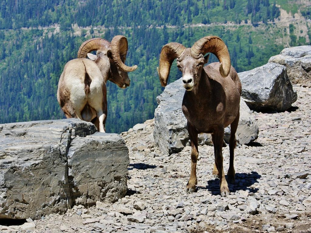 East Glacier Park Village Dancing Bears Inn المظهر الخارجي الصورة